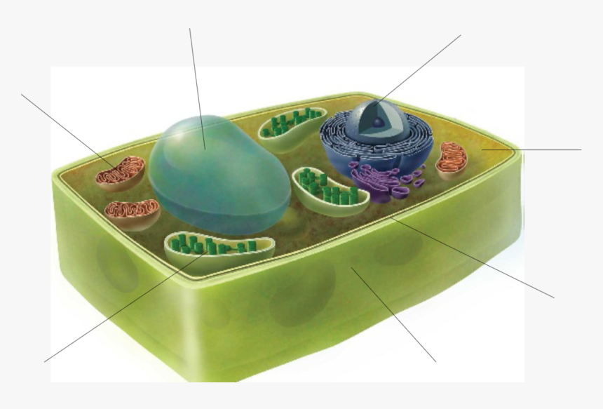 The Plant Cell, HD Png Download, Free Download