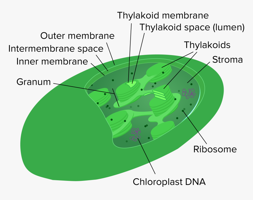 Plant Cell Png, Transparent Png, Free Download