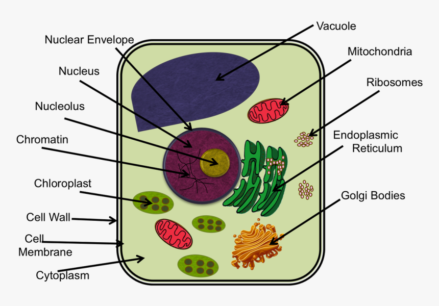 Plant Cell Png, Transparent Png, Free Download