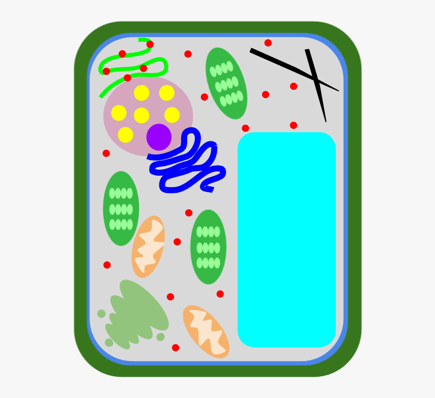 Plant Cell Png, Transparent Png, Free Download