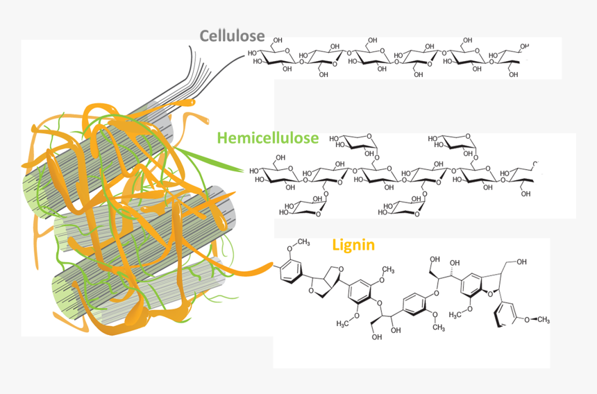 Plant Cell Wall Lignin, HD Png Download, Free Download