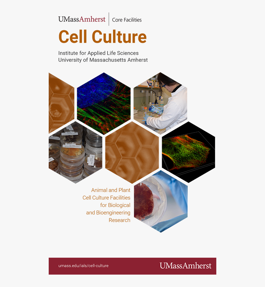 Pdf Version Of Cell Culture Brochure, HD Png Download, Free Download