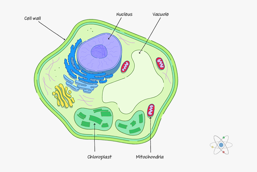 Cell Wall Definition Structure, HD Png Download, Free Download