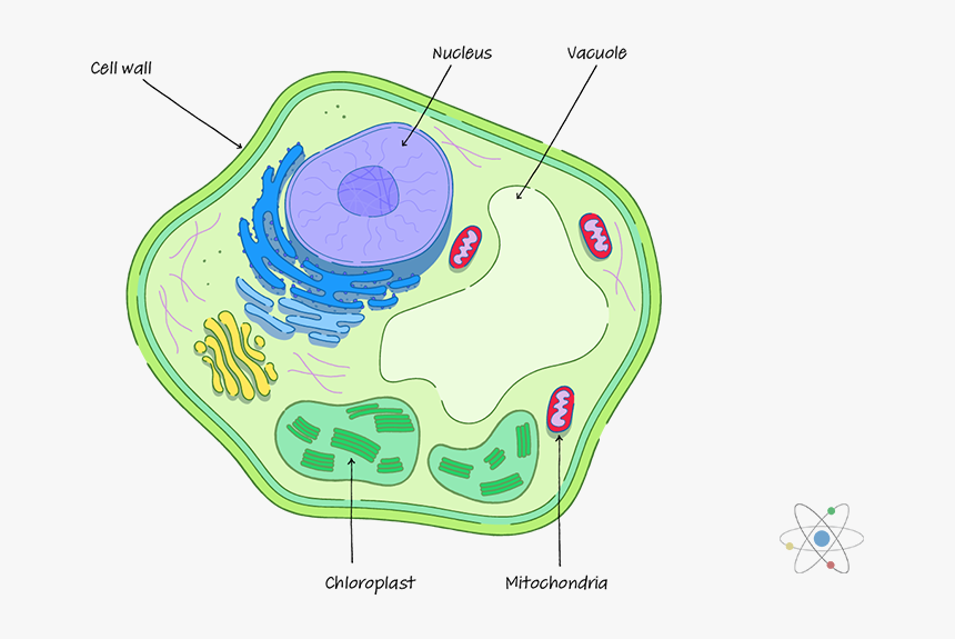 Клеточная стенка. Стенка растительной клетки. Cell Wall. Клеточная стенка растений.