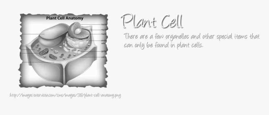 Plant Cell Png, Transparent Png, Free Download