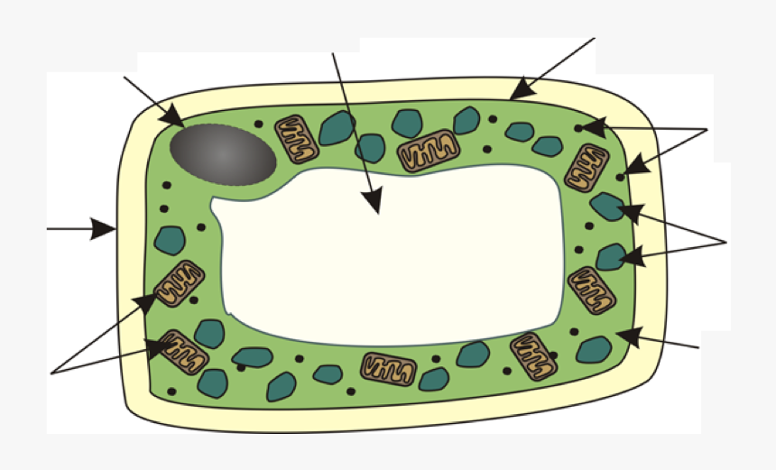 Plant Cell Png, Transparent Png, Free Download