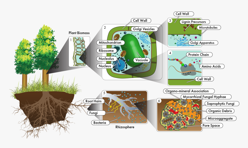 Plant Cell Png, Transparent Png, Free Download