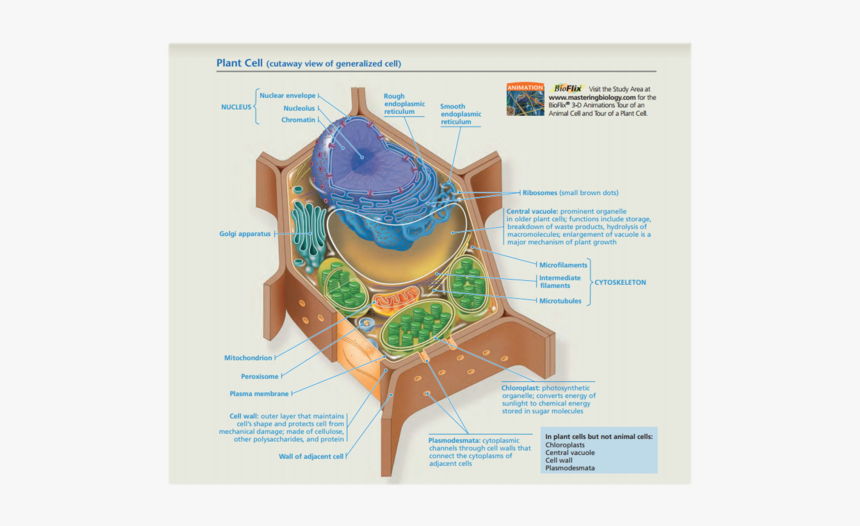 Plant Cell Png, Transparent Png, Free Download