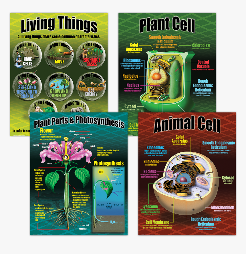 Plant Cell Png, Transparent Png, Free Download