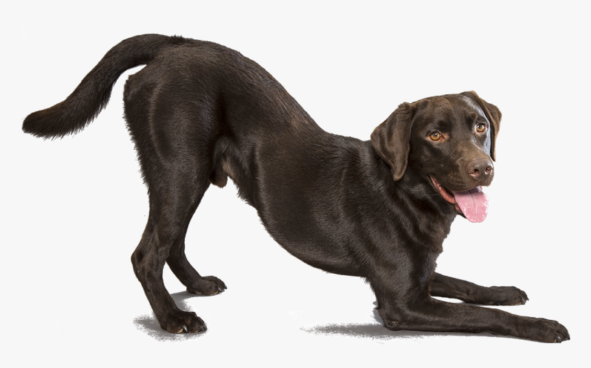 Labrador Retriever Png, Transparent Png, Free Download