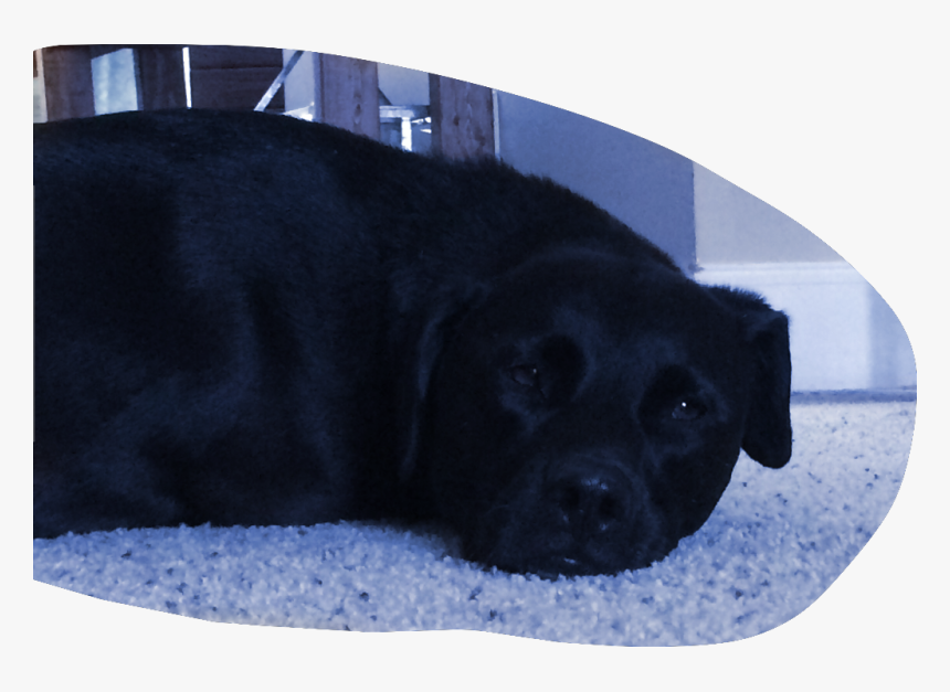 #blacklab #puppy #puppylove #puppylife #cute #freetoedit, HD Png Download, Free Download