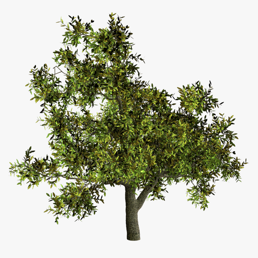Tree Shrub Woody Plant French Lavender, HD Png Download, Free Download
