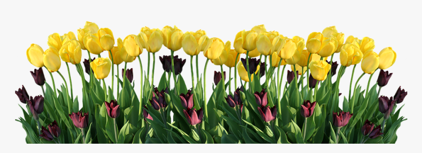 Spring, Tulips, Nature, Easter, Flowers, Flower, HD Png Download, Free Download