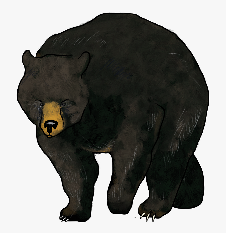 Bear, HD Png Download, Free Download