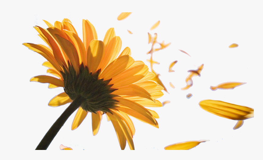 Sunflower Petals Png Png Black And White Library, Transparent Png, Free Download