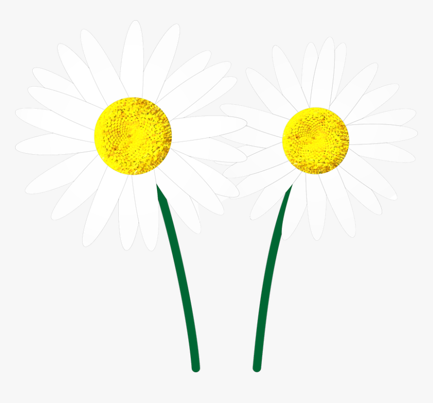 Margaret, Flower, Flowers, White, Petal, Flourishing, HD Png Download, Free Download