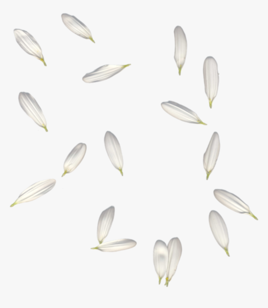 #petals #white #falling #freetoedit, HD Png Download, Free Download