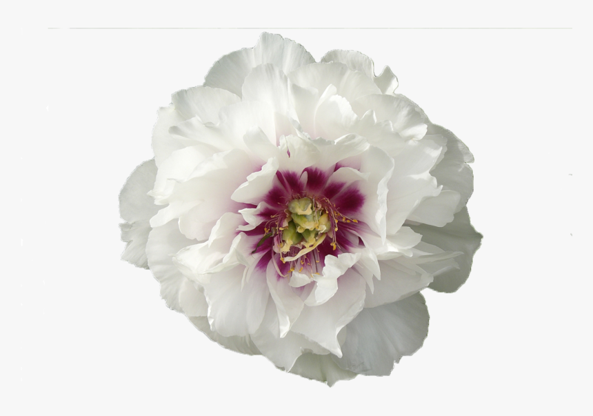 White Petals Png, Transparent Png, Free Download