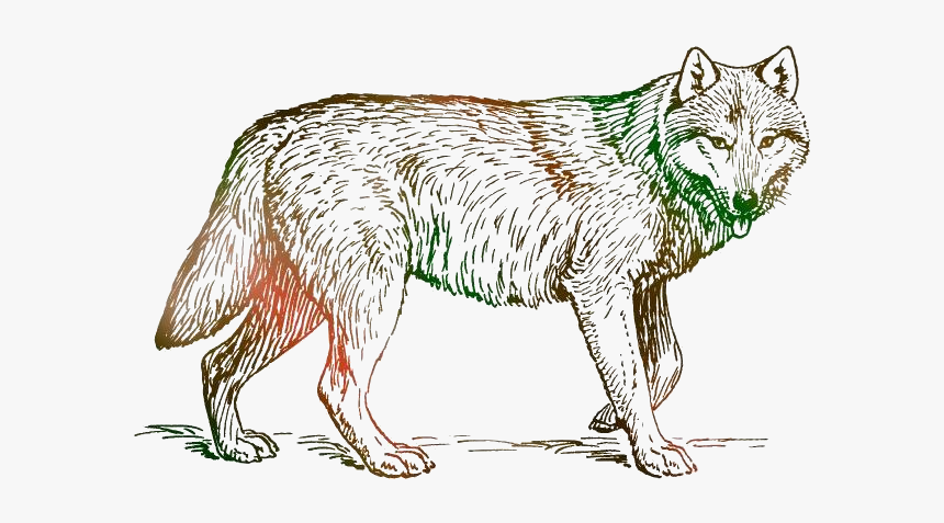 Tribal Wolf Png Transparent Images, Png Download, Free Download