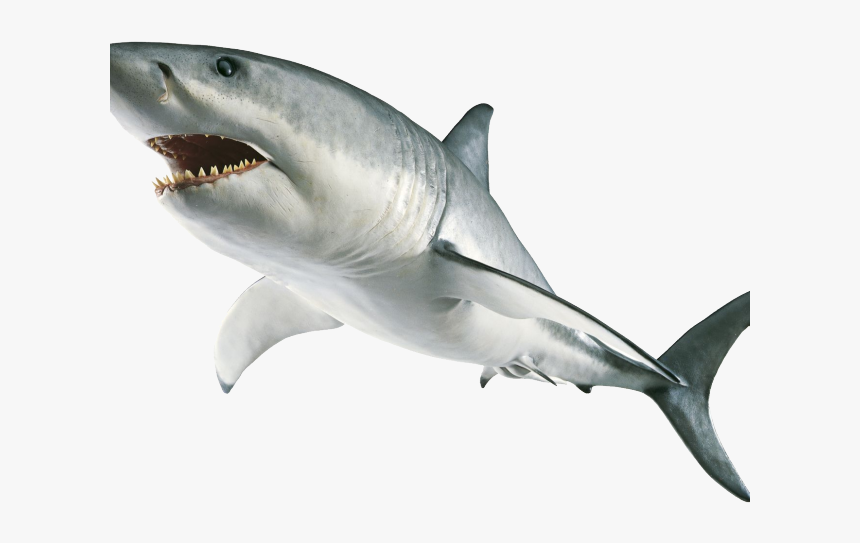 Shark Clipart Great White, HD Png Download, Free Download