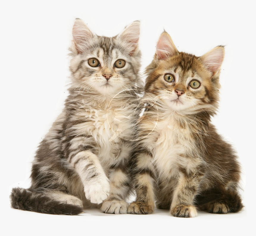 Kittens, HD Png Download, Free Download