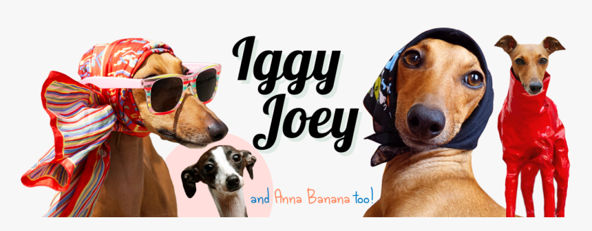 Famous Italian Greyhound, Fashion Icon & Lifestyle, HD Png Download, Free Download