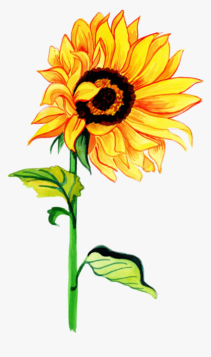 Watercolor Sunflower Png, Transparent Png, Free Download