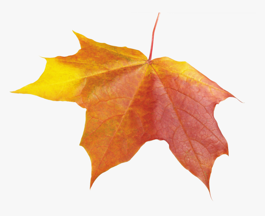 Autumn-leave, HD Png Download, Free Download