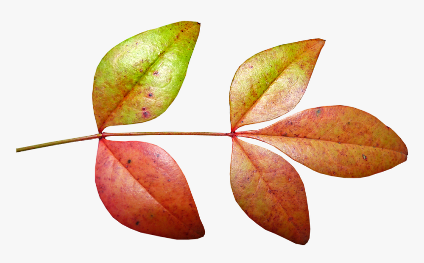 Leaves, Bamboo, Autumn, Fall, Plant Nature, Garden, HD Png Download, Free Download