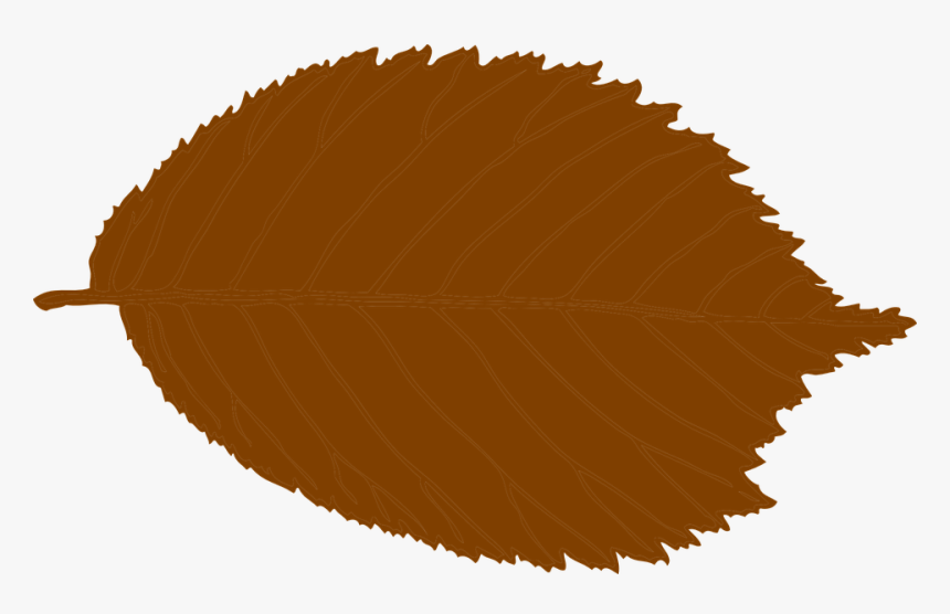 Leaf, Brown, Fall, Autumn, Beech, HD Png Download, Free Download