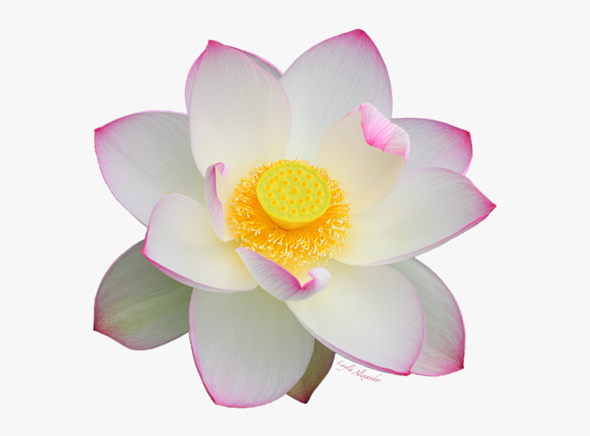 White Lotus Png, Transparent Png, Free Download