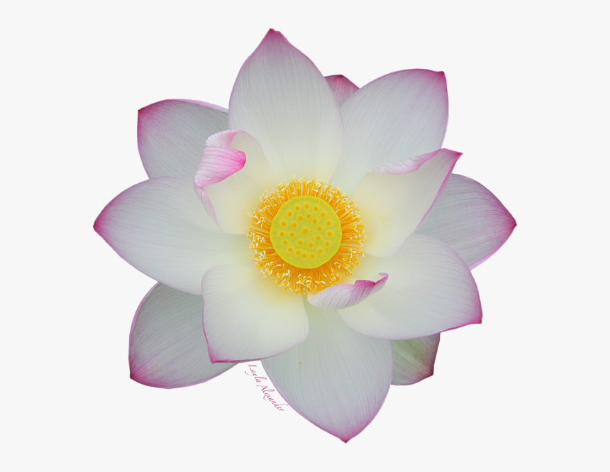 White Lotus Png, Transparent Png, Free Download