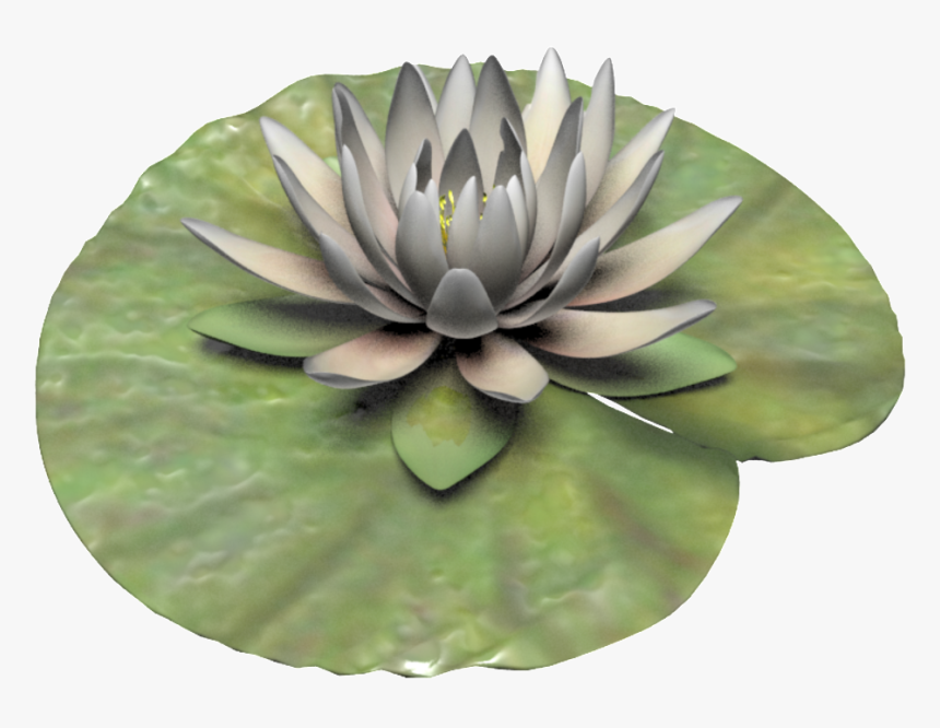 Hand Painted White Lotus Png Transparent, Png Download, Free Download