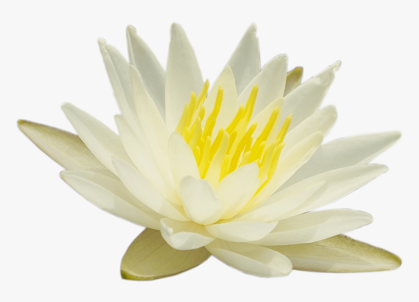 Transparent White Lotus Png, Png Download, Free Download