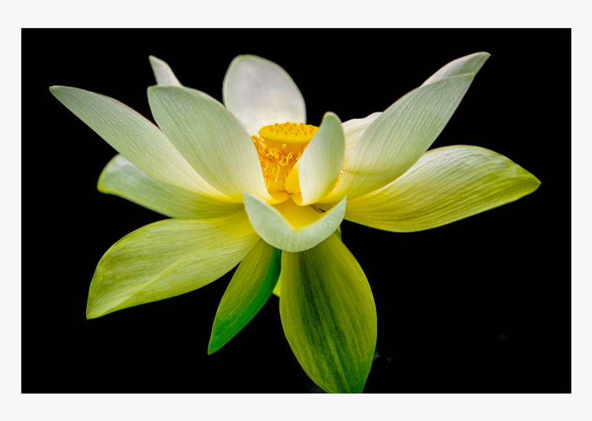 White Lotus Png, Transparent Png, Free Download