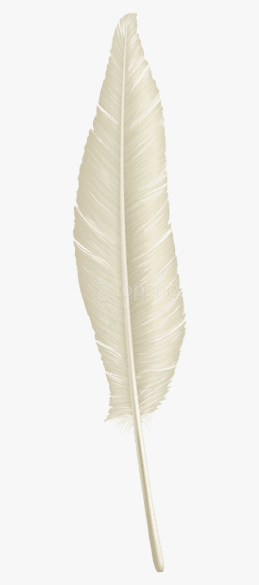 White Feather Png, Transparent Png, Free Download