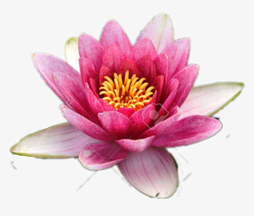 Pink-white Lotus Flower Go Save, HD Png Download, Free Download