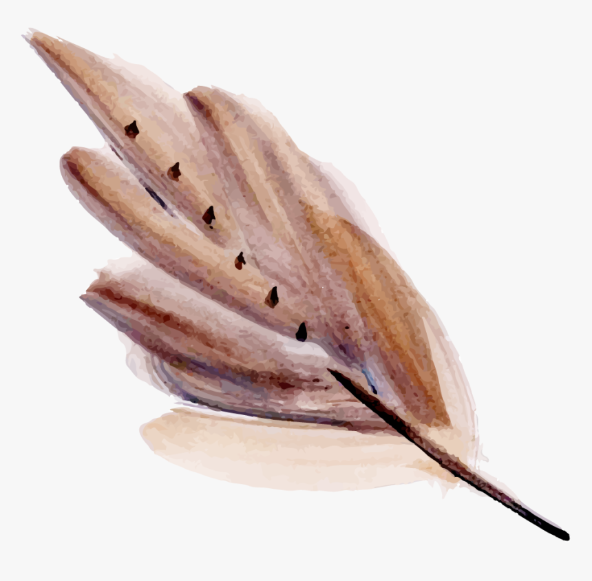 Watercolor Feather Png, Transparent Png, Free Download