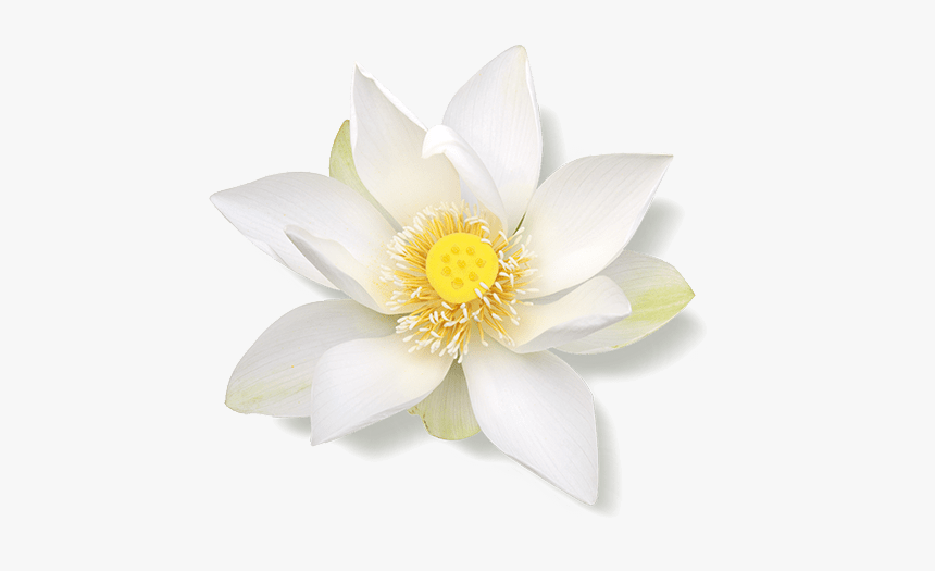 White Lotus Png, Transparent Png, Free Download