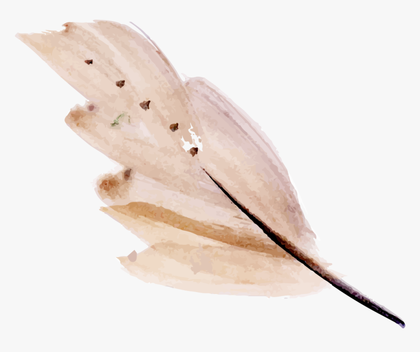 Watercolor Feather Png, Transparent Png, Free Download