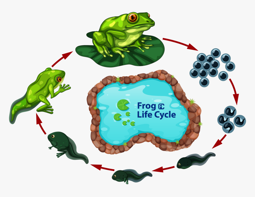 Transparent Blue Frog Png, Png Download, Free Download