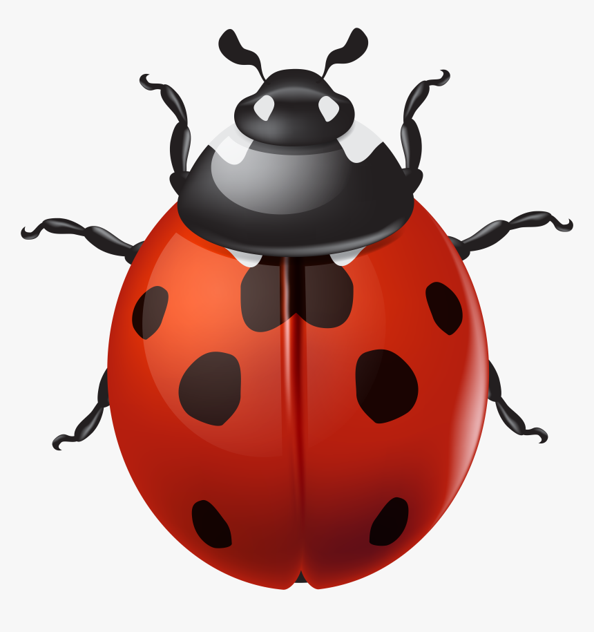 Transparent Ladybug Border, HD Png Download, Free Download