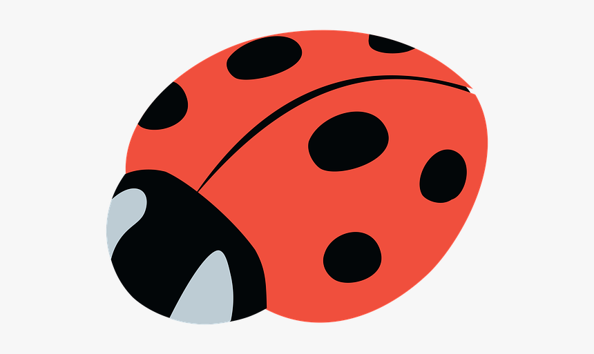 Insect, Ladybug, Beetle, Nature, Ladybird, Bug, Red, HD Png Download, Free Download