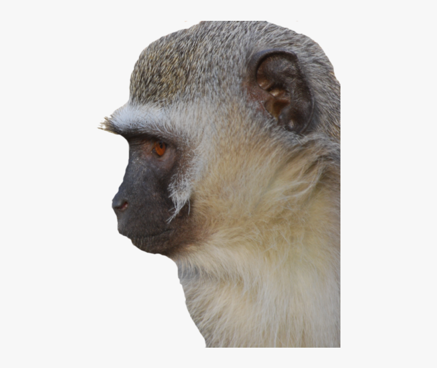 Velvet Monkey Face, HD Png Download, Free Download