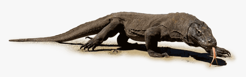 Transparent Giant Monster Png - Komodo Flores, Png Download, Free Download