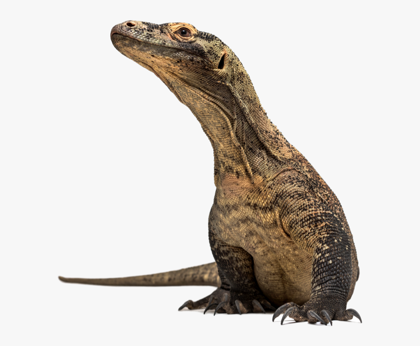 Komodo Dragon , Png Download - Komodo Dragon On Rocks, Transparent Png, Free Download