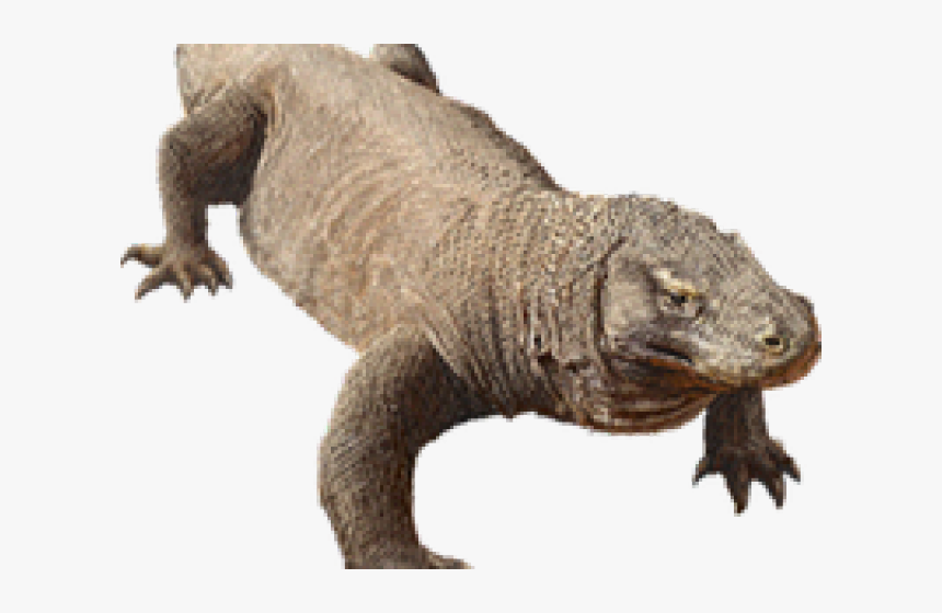 Komodo Dragon Png Transparent Images - Komodo Dragon, Png Download, Free Download