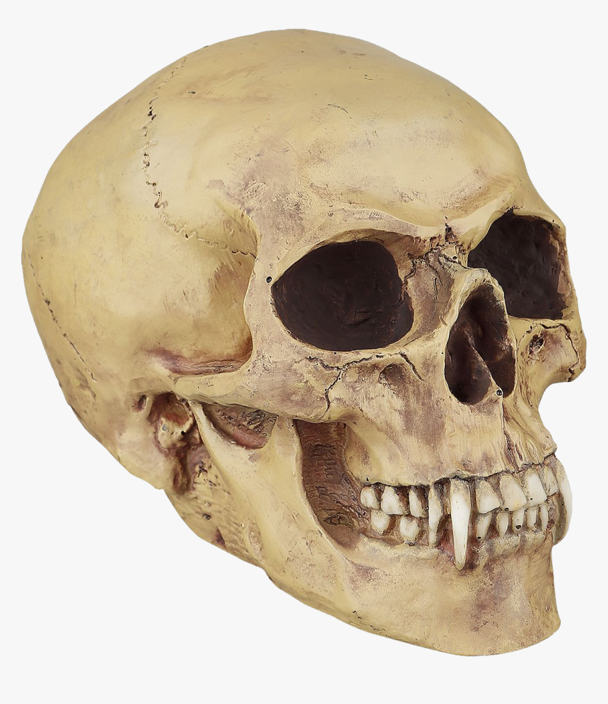 Skull Png - Craneos De Vampiros Png, Transparent Png, Free Download