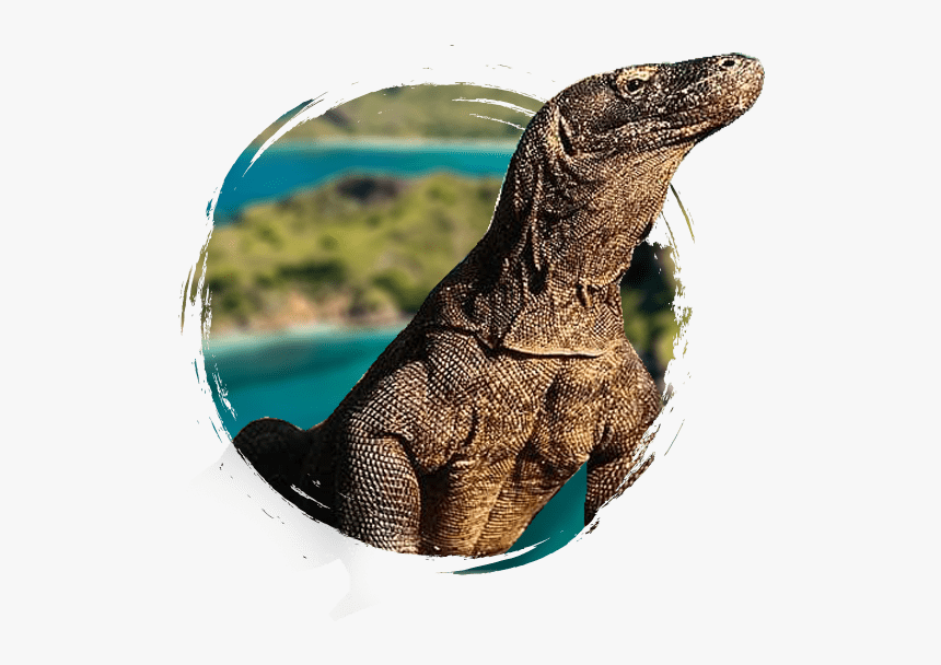 Voyage Flores Komodo - Dragon De Komodo, HD Png Download, Free Download