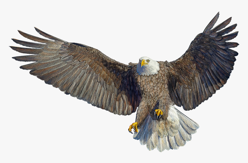 Bald Eagle Drawing Landing - Eagle Bird Landing, HD Png Download, Free Download
